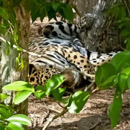 Tales of a Shaman’s Apprentice